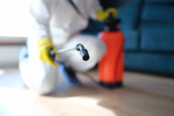 Trusted Lamar, CO Mold Removal Experts