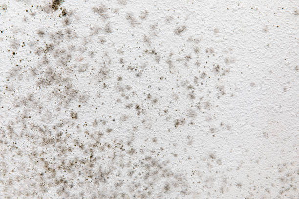 Best Mold Odor Removal Services  in Lamar, CO